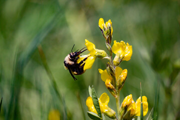 bumble bee on yellow flower