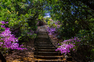 stairs through blossoming nature