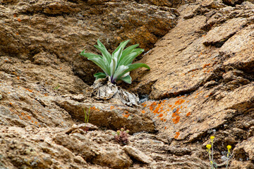 green plant growing among rocks