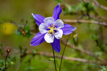 Colorado blue columbine