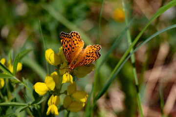 butterfly on flower