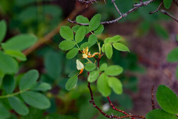 orange fungus growing on leaves on a bush