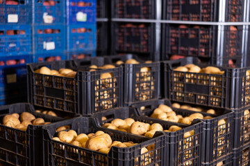Stacks of vegetable boxes with freshly potatoes in storage warehouse at the vegetable factory