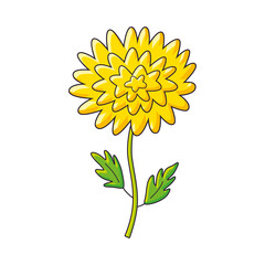 Yellow chrysanthemum flower isolated vector