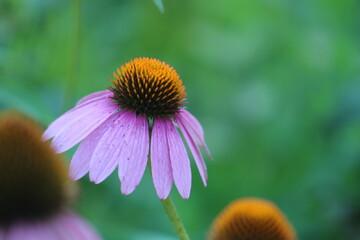 purple echinacea flower with blurred background and foreground