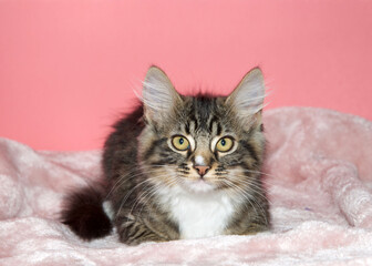 Close up portrait of an adorable black brown and white tabby kitten laying comfortably on pink fluffy blanket looking directly at viewer. Pink background with copy space.