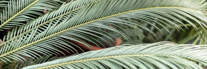 Palm leaves in the jungle. Beautiful tropical background. Web banner.