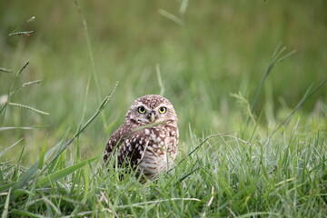 mirada atenta