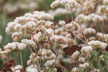 The plush Eriogonum fasciculatum California buckwheat blooms and dies among the busy blue honey...