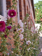 Stockrsen am Backsteingebäude in Hitzacker