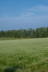 白い花が満開のソバ畑
