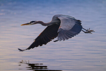 Great Blue Heron flying above the water