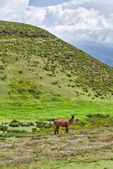 Brown llama in the mountains