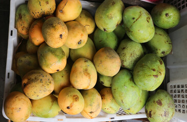Mound of mangoes in a container box