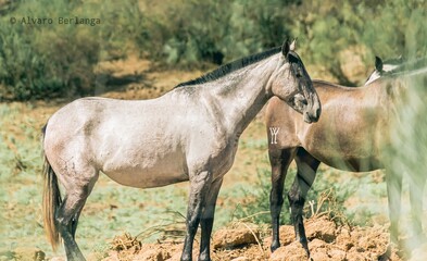 Caballos pastando posando en naturaleza y paz salvajes 