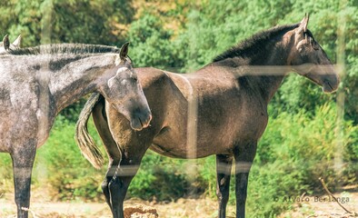 Fototapeta premium Caballos pastando