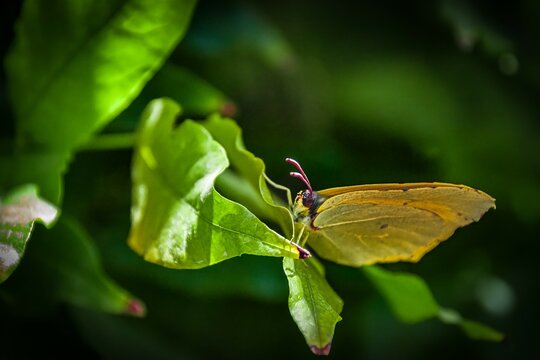 Mariposa reposada en una hoja camuflada