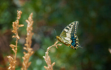 Mariposa reposada descansando en una planta de trigo