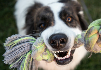 close up on dog playing with rope