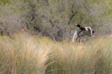 Fototapeta premium Mallard Duck in Flight