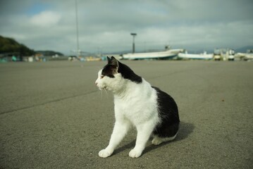 Cat living in Nitoda port, Tashirojima island