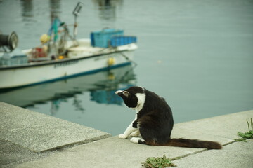 Cat living in Nitoda port, Tashirojima island