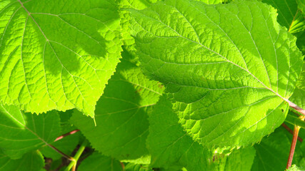 Raspberry leaves isolated on white background