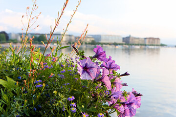 スイス モントリオール 湖畔の花