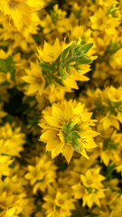 Japanese kerria flowers, Japanese spring flowers, beautiful yellow