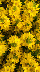 Japanese kerria flowers, Japanese spring flowers, beautiful yellow