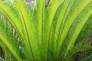 Rare flowers. Cycad male and female flowers. Gymnospermae Cycadaceae dioecious shrub. The flowering...