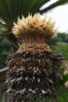 Rare Flowers. Cycad Male And Female Flowers. Gymnospermae Cycadaceae Dioecious Shrub. The Flowering Season Is Summer, The Male Flowers Are Columnar And The Female Flowers Are Dome-shaped.