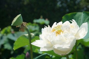 草津市立水生植物公園 みずの森の蓮の花