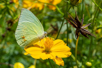 Catopsilia pomona is a species of lepidoptera insects from the whitefly family. Distributed in India, Japan, Thailand and Australia.