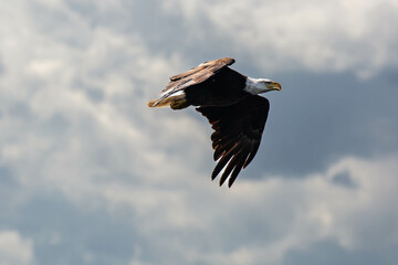 Bald Eagle (Haliaeetus leucocephalus) flying in a northern Wisconsin sky