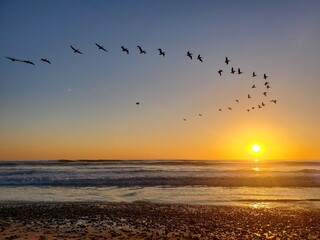 sunset on the beach with birds