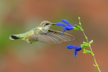 Ruby-throated Hummingbird (Archilochus colubris) feeding on blue flower