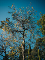 autumn in the park