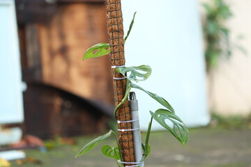 Monstera andansoni houseplant on a blurred background