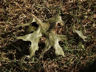 leaf on the ground