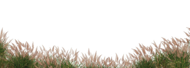 Fototapeta premium Foreground Grass blossoms on a white background