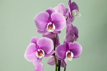 Isolated Purple Phalaenopsis orchids with a white center bloom