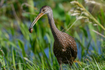 Limpkin with a snail