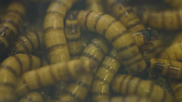 A closeup of a container full of Darling Beetle larvae known as Zophobas morio