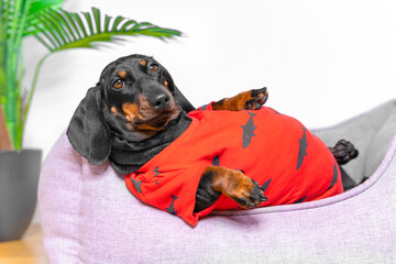 Fat dachshund puppy in a red T-shirt is lying in a pet bed with its belly up, close up. Stupid...