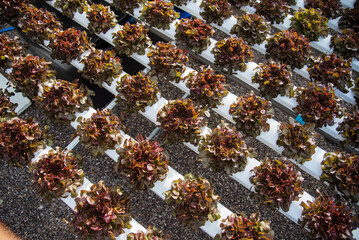 Salad farm vegetable red oak lettuce. Close up fresh organic hydroponic vegetable plantation produce red green salad hydroponic cultivate farm. Red oak lettuce salad in green Organic plantation Farm.