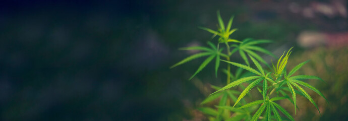 Banner Green Marijuana tree cannabis plant narcotic herbal in greenhouse. Panoramic Hemp leaf made...