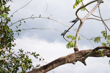 Ringed Kingfisher in Brazilian Pantanal