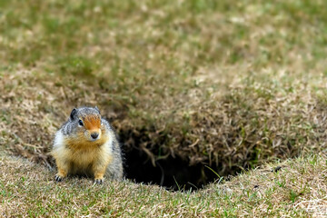 Naklejka na ściany i meble Columbian ground squirrel (Urocitellus columbianus) standing at the entrance of its burrow in Ernest Calloway Manning Park, British Columbia, Canada
