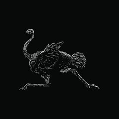 Ostrich hand drawing vector illustration isolated on black background